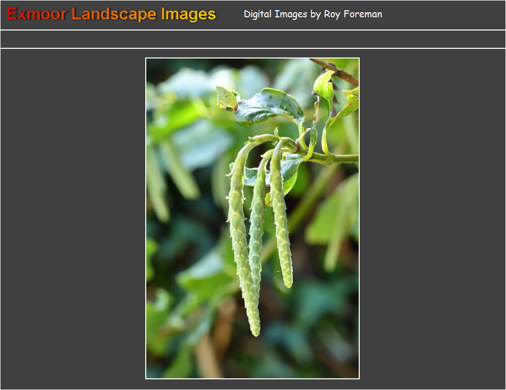 plants5090002.jpg